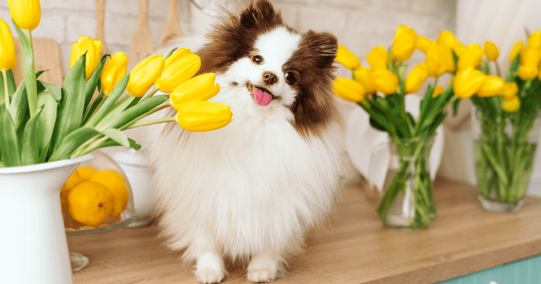 Pet Friendly The Reserve Apartments in Brownsville, TX